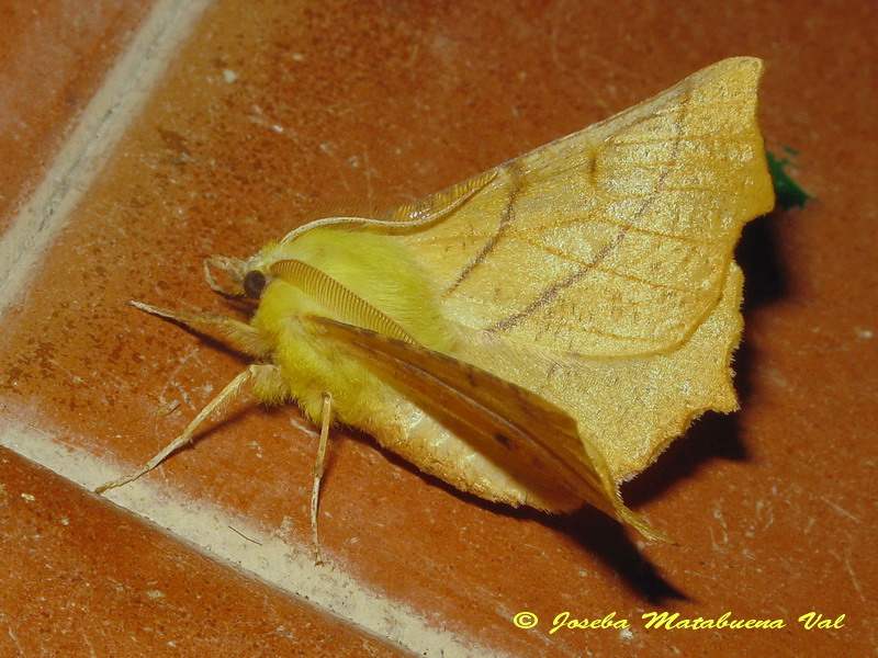 Ennomos alniaria (Geometridae)